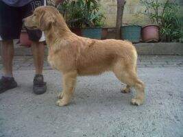 Elvis von Golden Glorious