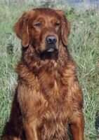 Semper Cooper's Mulligan QA2 *** CCA