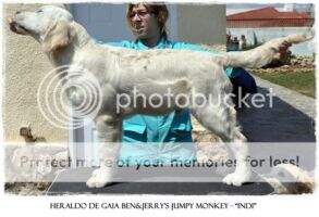 Heraldo de Gaia Ben&Jerry's Jumpy Monkey Heraldo de Gaia Ben&Jerry's Jumpy Monkey
