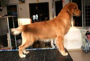 Leowon Mutiara Classic Leowon Mutiara Classic