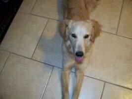Harleigh Belle Brown Harleigh Belle Brown