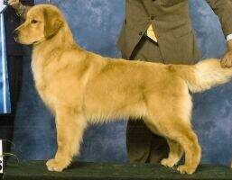 CH. Yukon's Little Dreamer