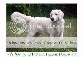 Int'l Nat. Jr. CH Rainox Release Diamantina