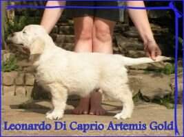 Leonardo Di Caprio Artemis Gold