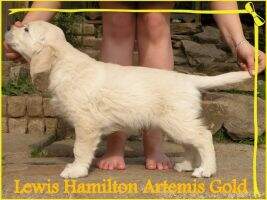 Lewis Hamilton Artemis Gold