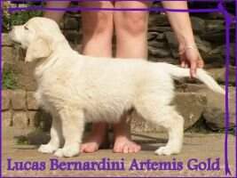 Lucas Bernardini Artemis Gold