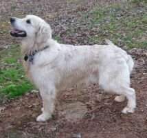 Murphy Royal Zenit Of Nevillecreek Murphy Royal Zenit Of Nevillecreek