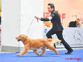 PRC-CH Abra of Jin Se Ming Xing Kennel PRC-CH Abra of Jin Se Ming Xing Kennel