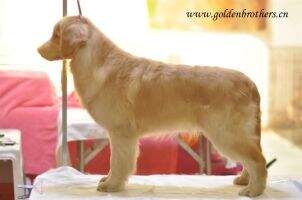 Golden Brothers Never Lose