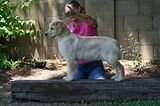 UKC CH Wildfire's Cat Ballou