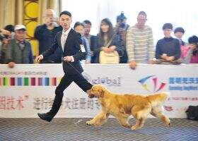 PRC-CH & CH.CN Tinyipets' Lucky Emerald PRC-CH & CH.CN Tinyipets' Lucky Emerald