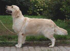 JChRus Ramchaine Patience is Istry JChRus Ramchaine Patience is Istry