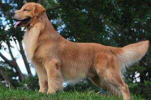 CHASSE D TONICO