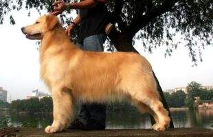 A.C.DYNASTY QQ'S WHITE