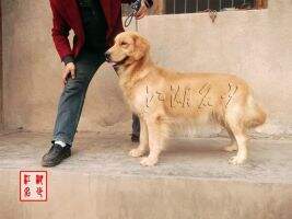 Lanci of Golden Shell Kennel(FCI)