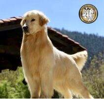 USACH MexCH. Sal SICALAM 2010 CH Blackngold's Eight Times Gold USACH MexCH. Sal SICALAM 2010 CH Blackngold's Eight Times Gold