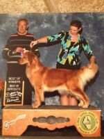 AMER.CH, CH Jov Chi, CH Chi, CH. Arg Chesterfield's Forever Lucky Candy Mountain