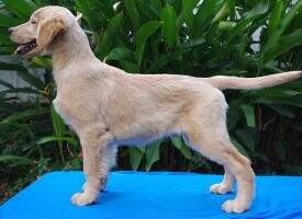 FreeZco's Brighter At Sportevo