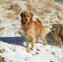 Topmast Trace of Gold -- Great Hunting Dog