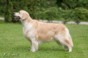 GER GER CH. (VDH) Meallan Allanmore Crufts-qualified '16 1xBOB 1xBOS 2xCACIB