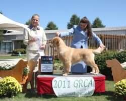 Amica Mocha New Day Dawn BPISS, (M)BPY, (M)GP1Puppy