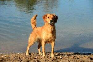 Nette's Golden Tal Alice
