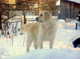 Russian JunCh, Rus Ch, RKF Ch ULYBKA IZ STOLITSY URALA Club Champion Russian JunCh, Rus Ch, RKF Ch ULYBKA IZ STOLITSY URALA Club Champion