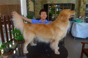 Mtree Kennel Gold Missy