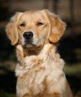Vinanches Oakley Doakley Vinanches Oakley Doakley