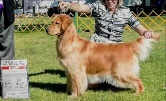 GCh.Am.Ch. Pacificgold's Off And Running