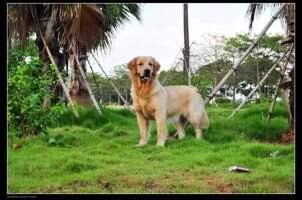 H mini of Jin Se Gong Zhu Kennel