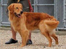 HR Old Lyme's Amiable Chester MH20 MAR