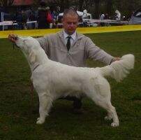 SRB.Ch,MKSZ Sh.Ch, SRB.Jun.Ch., MKSZ Jun.Ch Jacquelyn Forge from Mariannehouse 2012 Hun.Derby Win.