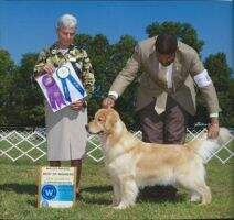 Stonebrook Goldusted Ivy