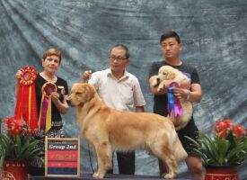 B Thunder of Jin Se Huan Xiang Kennel