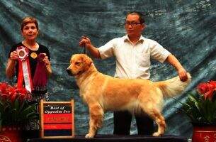 CH.CN B Crapemyrtle of Jin Se Huan Xiang Kennel
