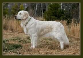 IABCA Int'l CH Tanglewood Line In The Sand ''Jessie'' BN Delta Society IABCA Int'l CH Tanglewood Line In The Sand ''Jessie'' BN Delta Society