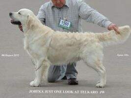 Jobeka Just One Look at Telkaro JW Jobeka Just One Look at Telkaro JW