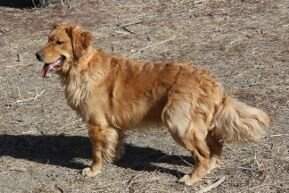 Topbrass Bergs Rascal Duke Barnum