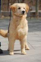 Gasko of Golden Resplendence Kennel