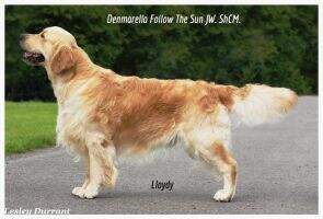 Denmarella Follow The Sun JW. ShCM Denmarella Follow The Sun JW. ShCM