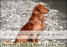 Skyriver's Ruff N Ready Lucky Son
