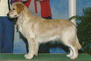 U-CH Chien D'Or's Veronika Bleu