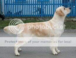 Club/ CH RKF/ CH RUS/ EUR CH AMBERLI OAN LOVE