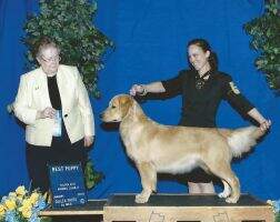 Casadeloro's Daphne O'Dorable CCA, CGCA