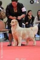 Ch.Jov.Chi Ch.Jov.Arg Goldenbros Himmelstein Amelia