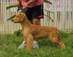 Bann Rifle of jinsedingsheng kennel