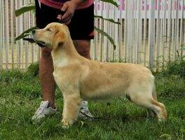 Barri USD of jinsedingsheng kennel