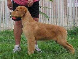 Bari Pisen of jinsedingsheng kennel