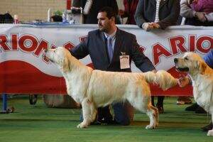 Serendipity Dog Flynn Rider